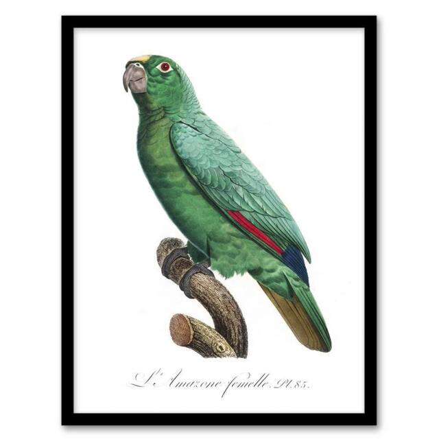 Artery8 Yellow Crowned Amazon Parrot Levaillant Framed Wall Art Print in White - Size: A4 - image 1