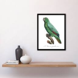 Artery8 Yellow Crowned Amazon Parrot Levaillant Framed Wall Art Print in White - Size: A4 - thumbnail 4