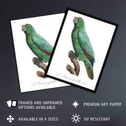 Artery8 Yellow Crowned Amazon Parrot Levaillant Framed Wall Art Print in White - Size: A4 - thumbnail 2