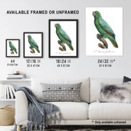 Artery8 Yellow Crowned Amazon Parrot Levaillant Framed Wall Art Print in White - Size: A4 - thumbnail 3