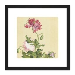 Artery8 Castiglione Opium Poppy Flower Painting 8X8 Inch Square Wooden Framed Wall Art Print Picture with Mount in Black - thumbnail 1