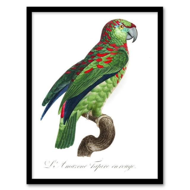 Artery8 The Blue Fronted Amazon Parrot Levaillant Framed Wall Art Print in White - Size: A4 - image 1