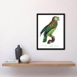 Artery8 The Blue Fronted Amazon Parrot Levaillant Framed Wall Art Print in White - Size: A4 - thumbnail 4