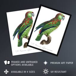 Artery8 The Blue Fronted Amazon Parrot Levaillant Framed Wall Art Print in White - Size: A4 - thumbnail 2