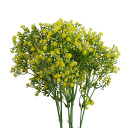 Leaf Pack of 6 x 55cm Gypsophila Yellow Stem - Size: 6 x 55 cm - thumbnail 1