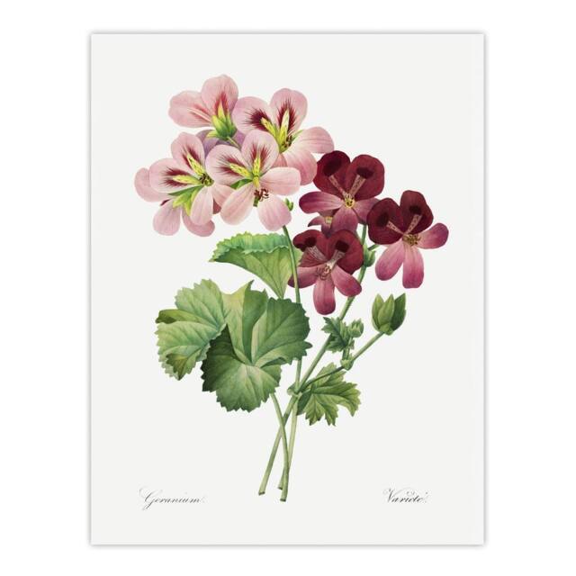"Artery8 Geranium Flowers Illustration Redoute Vintage Wall Art Print Poster in White - Size: W24"" x H32""" - image 1