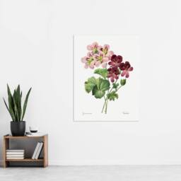"Artery8 Geranium Flowers Illustration Redoute Vintage Wall Art Print Poster in White - Size: W24"" x H32""" - thumbnail 4