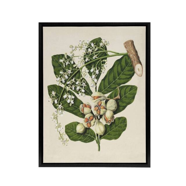 "Artery8 New Zealand Kohekohe Tree Flowers Featon Framed Canvas Wall Art Print in Beige - Size: W12"" x H16""" - image 1