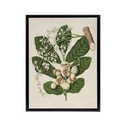 "Artery8 New Zealand Kohekohe Tree Flowers Featon Framed Canvas Wall Art Print in Beige - Size: W12"" x H16""" - thumbnail 1