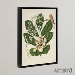"Artery8 New Zealand Kohekohe Tree Flowers Featon Framed Canvas Wall Art Print in Beige - Size: W12"" x H16""" - thumbnail 2