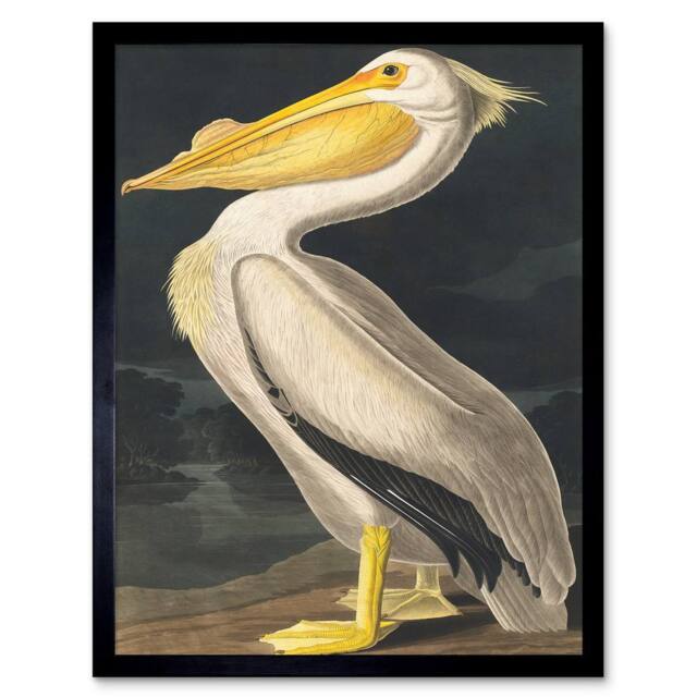 "Wee Blue Coo John James Audubon Style Pelican Bird Vintage 12x16"" Framed Art Print in Yellow - Size: W12"" x H16""" - image 1