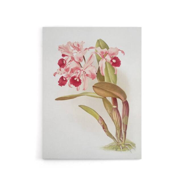 "Artery8 Frederick Sander Cattleya Lawrenceana Orchid Flowers Canvas Art Print - Size: W12"" x H16""" - image 1