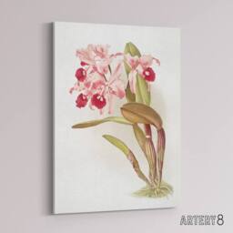 "Artery8 Frederick Sander Cattleya Lawrenceana Orchid Flowers Canvas Art Print - Size: W12"" x H16""" - thumbnail 2