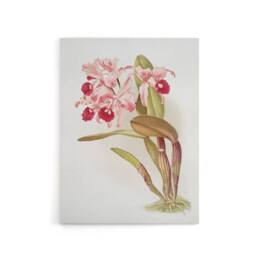 "Artery8 Frederick Sander Cattleya Lawrenceana Orchid Flowers Canvas Art Print - Size: W12"" x H16""" - thumbnail 1