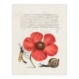 Artery8 Model Book of Calligraphy Framed Wall Art Poppy Snail & Crane Fly in White - Size: A4 - thumbnail 3