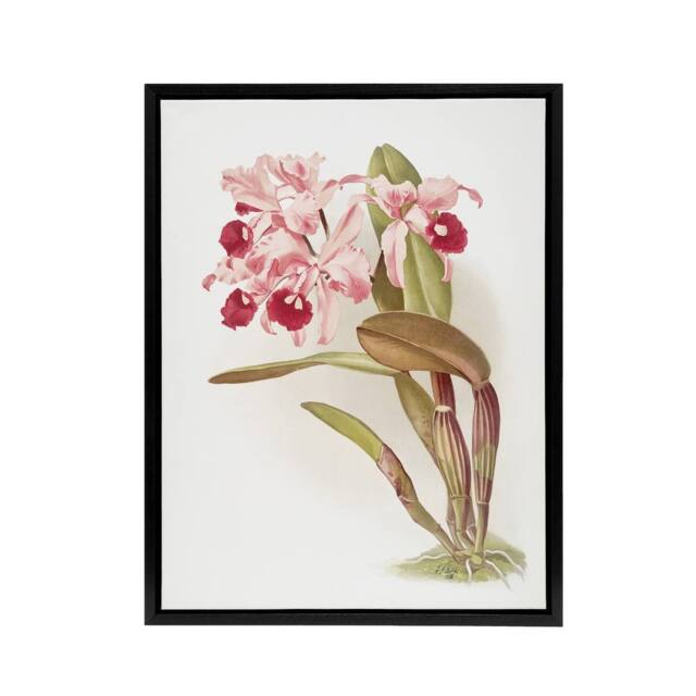 "Artery8 Frederick Sander Cattleya Lawrenceana Orchid Flowers Framed Canvas Art - Size: W12"" x H16""" - image 1