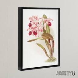 "Artery8 Frederick Sander Cattleya Lawrenceana Orchid Flowers Framed Canvas Art - Size: W12"" x H16""" - thumbnail 2