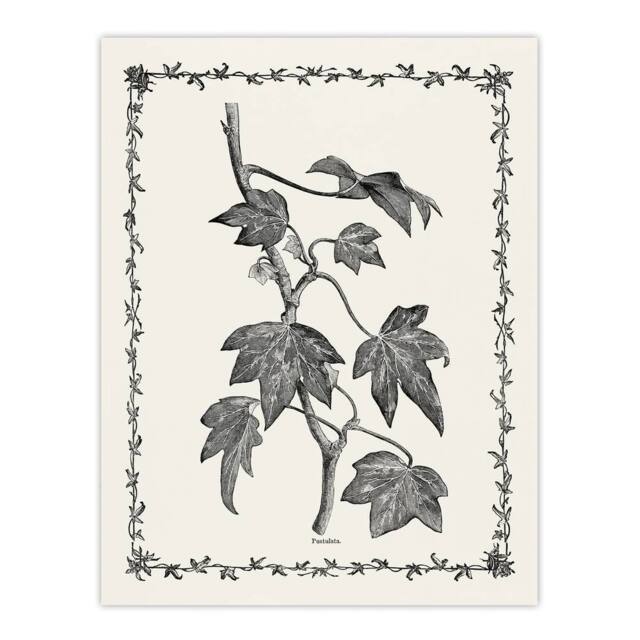 "Artery8 Vintage Botanical Pustulata Leaves Hibberd Wall Art Poster Print in White - Size: W12"" x H16""" - image 1