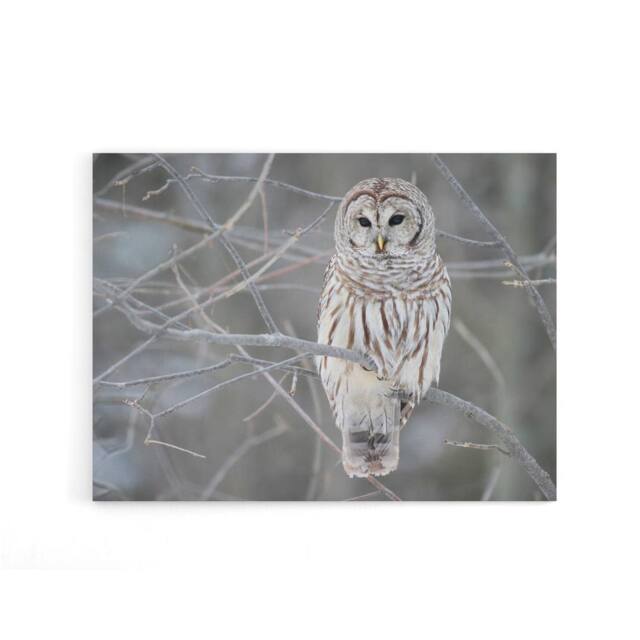 "Artery8 Barred Owl Strix Varia Bird On Branch Canvas Wall Art Print in Grey - Size: W18"" x H24""" - image 1