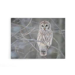 "Artery8 Barred Owl Strix Varia Bird On Branch Canvas Wall Art Print in Grey - Size: W18"" x H24""" - thumbnail 1
