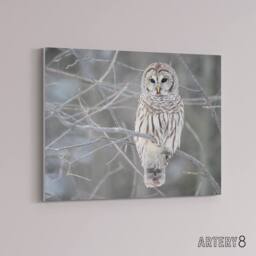 "Artery8 Barred Owl Strix Varia Bird On Branch Canvas Wall Art Print in Grey - Size: W18"" x H24""" - thumbnail 2