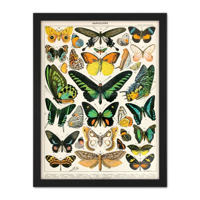 "Artery8 Wall Art Print Millot Encyclopedia Page Moths Butterflies Large Framed Wall Décor Art in Light Oak - Size: W18"" x H24""" - image 1