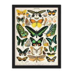 "Artery8 Wall Art Print Millot Encyclopedia Page Moths Butterflies Large Framed Wall Décor Art in Light Oak - Size: W18"" x H24""" - thumbnail 1