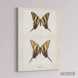 "Artery8 Papilio Ajax Butterfly Vintage Artwork Denton Canvas Wall Art Print in White - Size: W12"" x H16""" - thumbnail 2