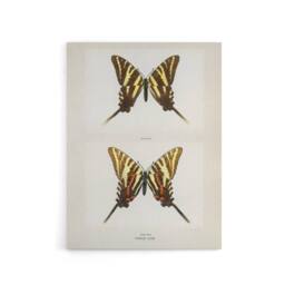 "Artery8 Papilio Ajax Butterfly Vintage Artwork Denton Canvas Wall Art Print in White - Size: W12"" x H16""" - thumbnail 1