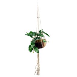Leaf 85cm Hanging Artificial Pothos Plant with Planter in Green - thumbnail 2
