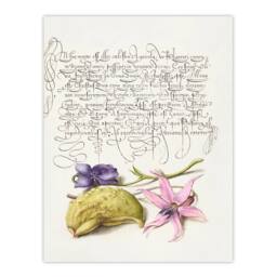 Artery8 Model Book of Calligraphy Framed Wall Art Violet Blooms & Gourd in White - Size: A4 - thumbnail 3