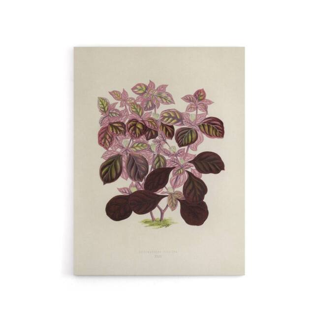 "Artery8 Joyweed Plant Vintage Botanical Artwork Fawcett Canvas Wall Art in Beige - Size: W18"" x H24""" - image 1