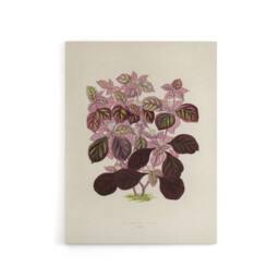 "Artery8 Joyweed Plant Vintage Botanical Artwork Fawcett Canvas Wall Art in Beige - Size: W18"" x H24""" - thumbnail 1