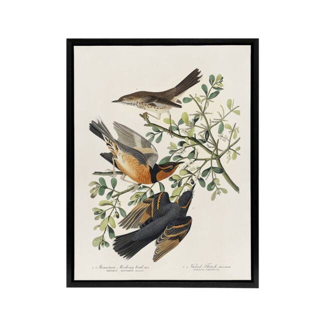 "Artery8 Mountain Mocking Bird & Thrush Audubon Nature Framed Canvas Wall Art in White - Size: W12"" x H16""" - image 1