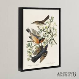 "Artery8 Mountain Mocking Bird & Thrush Audubon Nature Framed Canvas Wall Art in White - Size: W12"" x H16""" - thumbnail 2