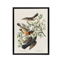 "Artery8 Mountain Mocking Bird & Thrush Audubon Nature Framed Canvas Wall Art in White - Size: W12"" x H16""" - thumbnail 1