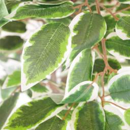 Leaf 130cm White Edge Ficus Artificial Plant Tree Copper Planter in Green - thumbnail 2