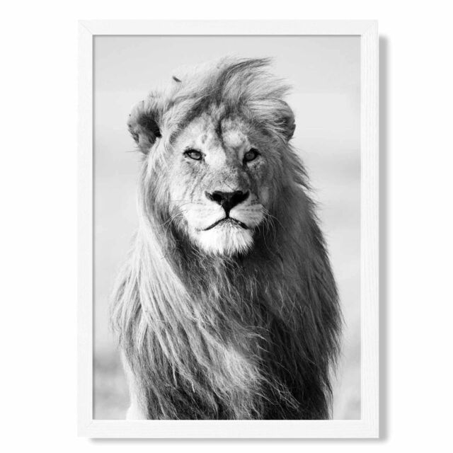 ARTZE Regal Lion Animal Black & White Photo Framed Print SIZE: A3 with White Frame - Size: A4 - image 1