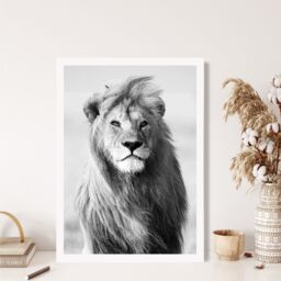 ARTZE Regal Lion Animal Black & White Photo Framed Print SIZE: A3 with White Frame - Size: A4 - thumbnail 2