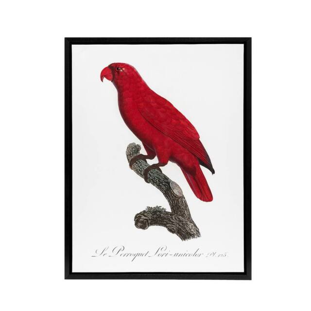 "Artery8 The Cardinal Lory Parrot Francois Levaillant Framed Canvas Wall Art in White - Size: W12"" x H16""" - image 1