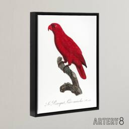 "Artery8 The Cardinal Lory Parrot Francois Levaillant Framed Canvas Wall Art in White - Size: W12"" x H16""" - thumbnail 2