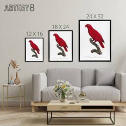 "Artery8 The Cardinal Lory Parrot Francois Levaillant Framed Canvas Wall Art in White - Size: W12"" x H16""" - thumbnail 4