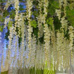 SPETLEK 12XWhite Artificial Fake Hanging Wisteria Silk Flowers in White - Size: 0.6m2 - thumbnail 4