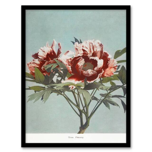 Artery8 Ogawa Kazumasa Framed Wall Art Print Tree Peonies Pink Flower Blooms in Blue - Size: A4 - image 1