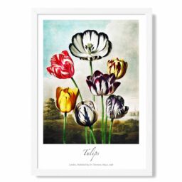 ARTZE Vintage Floral Exhibition - Tulip Flowers Framed Print SIZE: A2 with White Frame in Red - Size: A4 - thumbnail 1