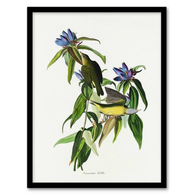 Artery8 John James Audubon Framed Wall Art Print Connecticut Warbler Bird in White - Size: A4 - image 1