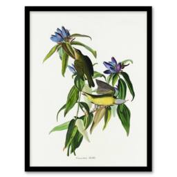 Artery8 John James Audubon Framed Wall Art Print Connecticut Warbler Bird in White - Size: A4 - thumbnail 1
