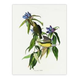 Artery8 John James Audubon Framed Wall Art Print Connecticut Warbler Bird in White - Size: A4 - thumbnail 3