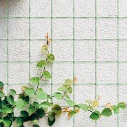 mysmartbuy Garden Netting - Outdoor Polypropylene Trellis Mesh Net Support for Climbing Plants, Tall Flowers, Vegetables, Fruits - 1.7 x 4M in Green - thumbnail 2