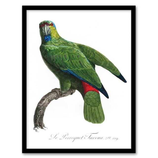Artery8 The Festive Amazon Parrot Levaillant Framed Wall Art Print in White - Size: A4 - image 1